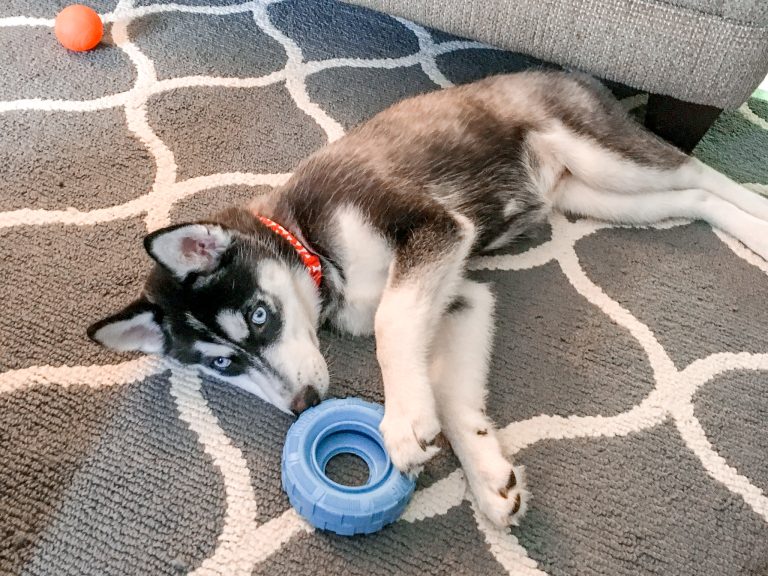 How to Puppy-Proof Your Home