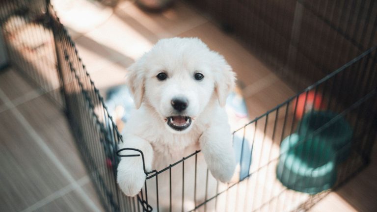 How to Potty Train a Puppy