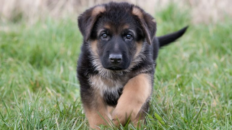 25 New Puppy Essentials Every First-Time Dog Owner Needs