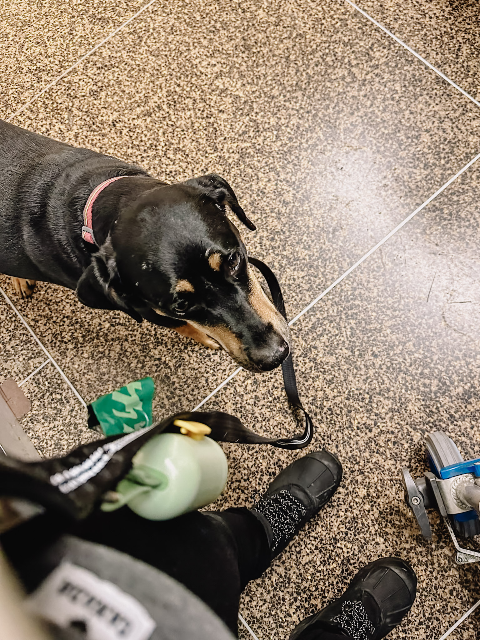 Flying With Your Dog in Cargo: A Comprehensive Guide